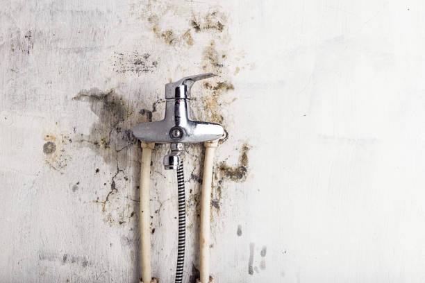 Best Commercial Mold Removal  in Laurel Hill, NC
