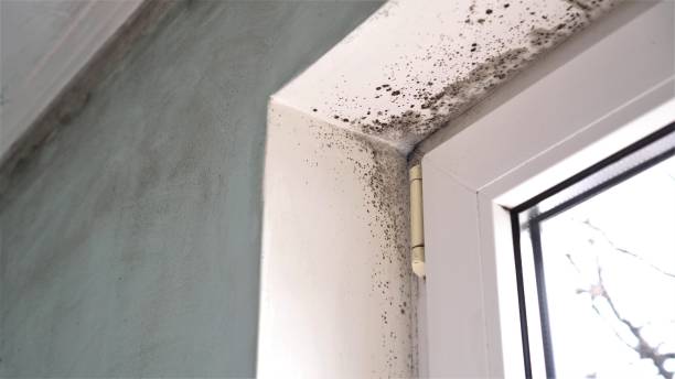 Best Office Mold Removal Services  in Laurel Hill, NC
