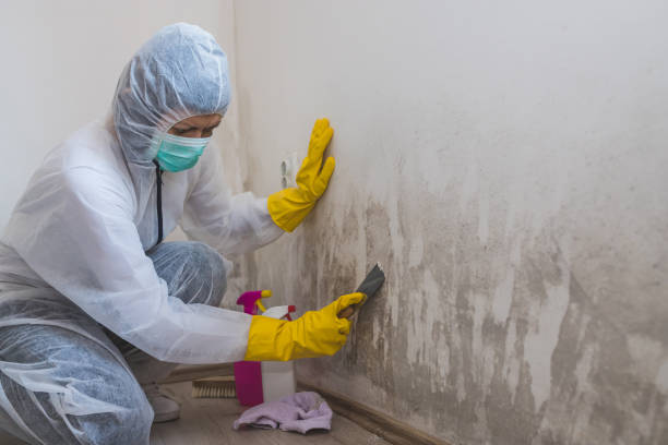 Best Best Mold Removal Companies  in Laurel Hill, NC