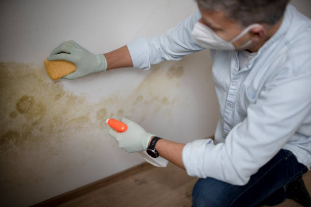 Laurel Hill, NC Mold Removal Company
