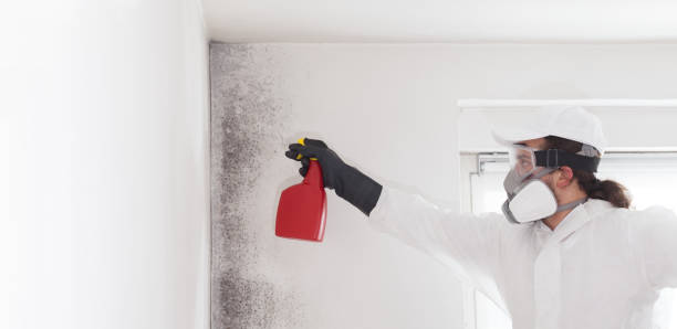 Best Black Mold Removal  in Laurel Hill, NC