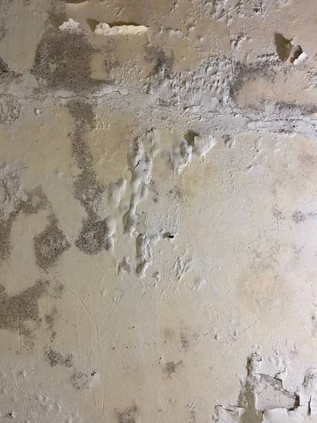 Best Mold Damage Repair  in Laurel Hill, NC