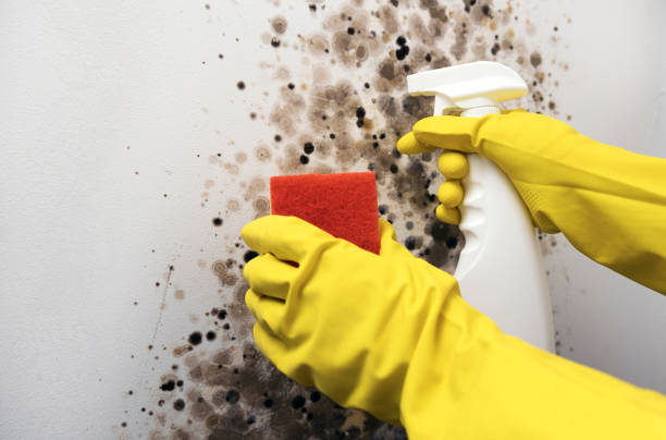 Best Mold Testing  in Laurel Hill, NC